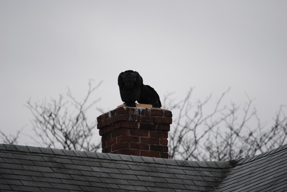 Black Vulture - ML82330661