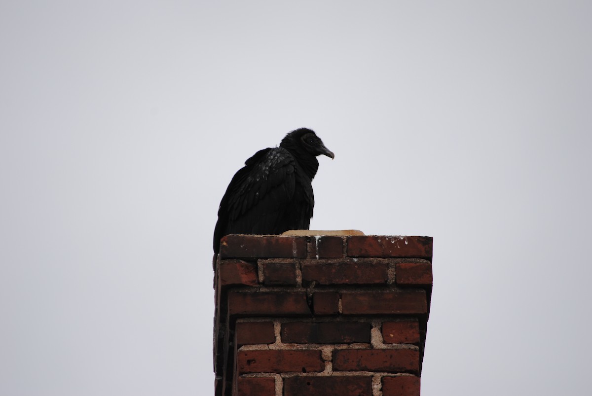 Black Vulture - ML82330671