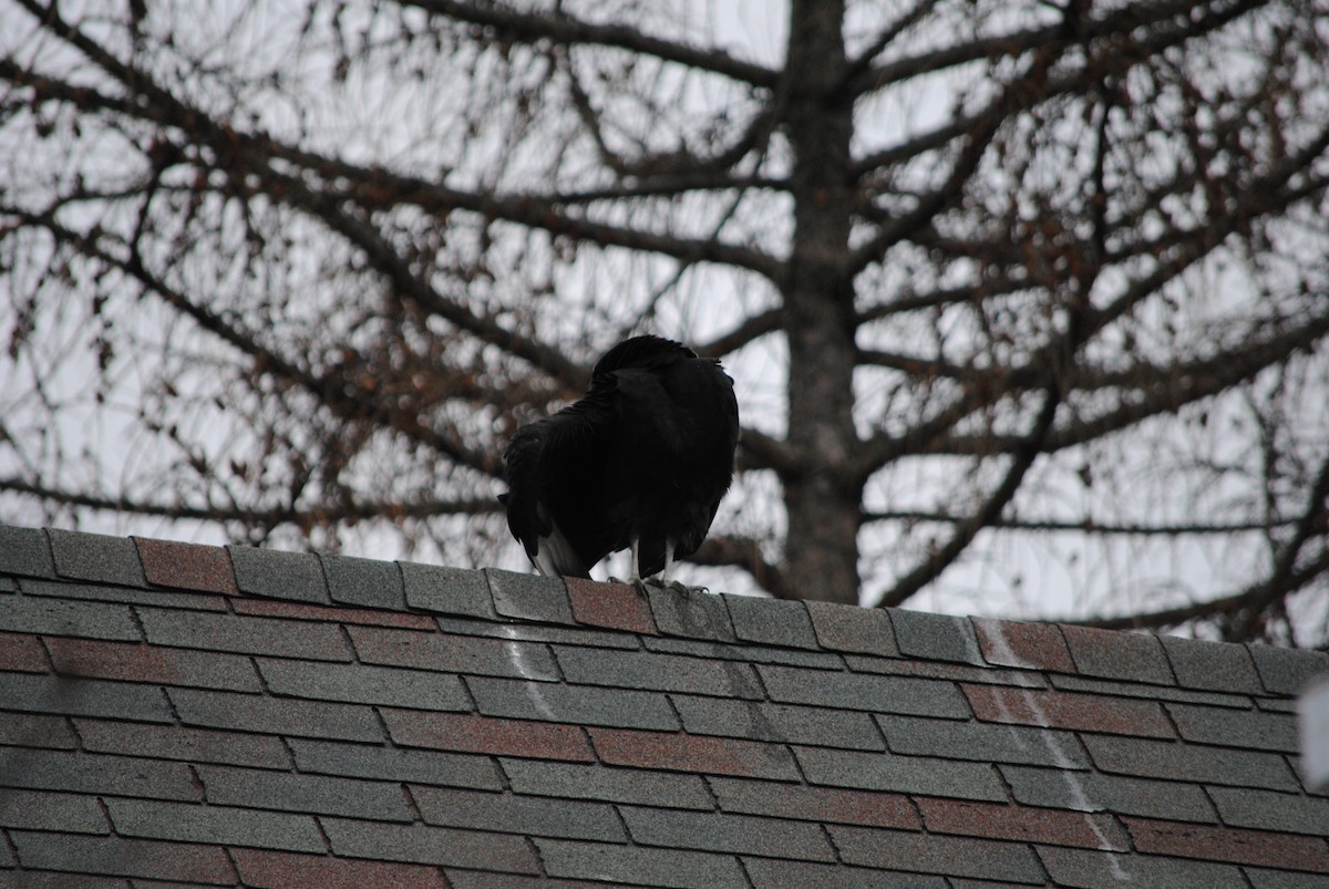 Black Vulture - ML82330681