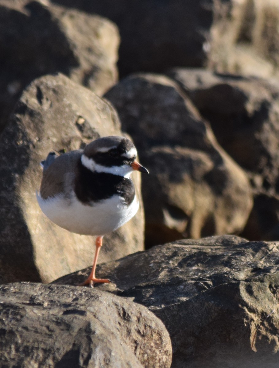 Common Ringed Plover - ML82330781