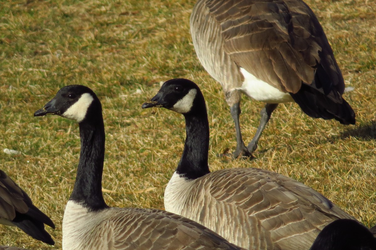 Cackling/Canada Goose - Bryant Olsen