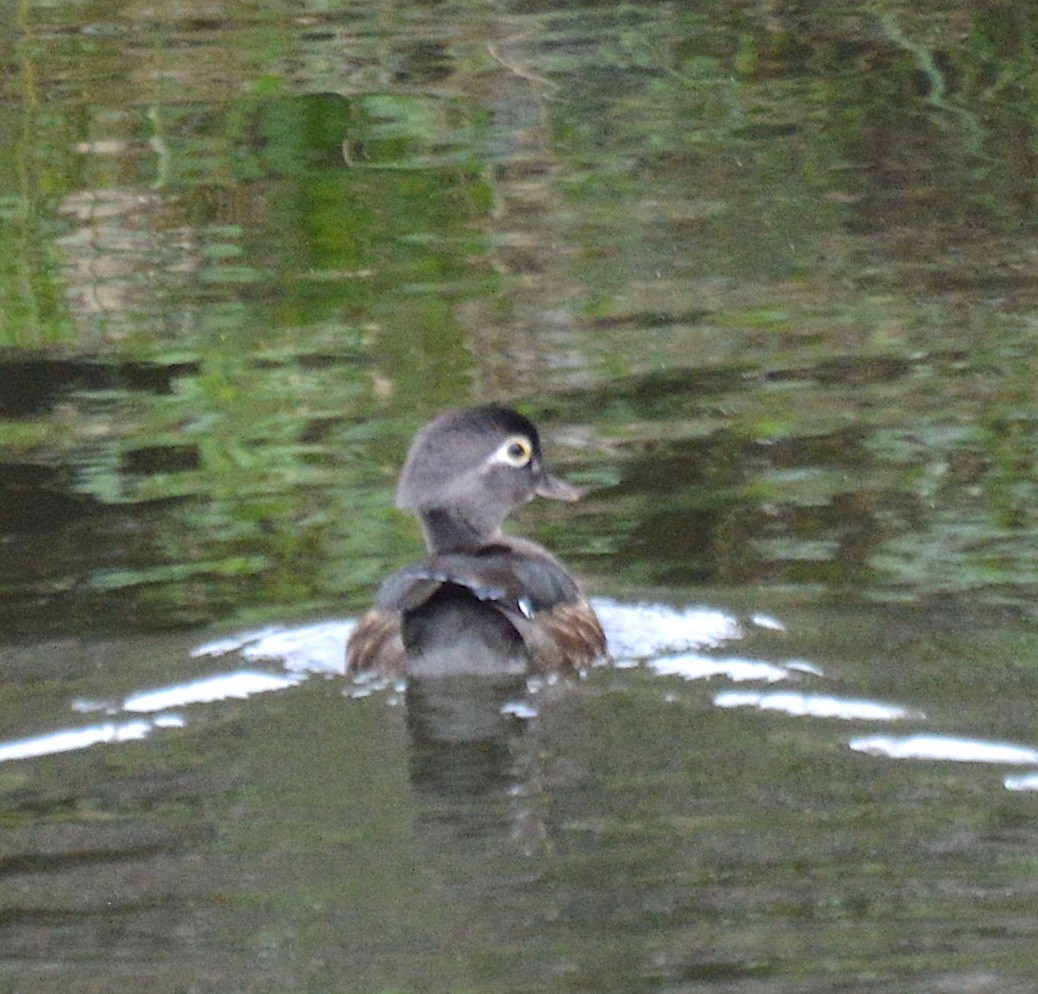 Canard branchu - ML82332851