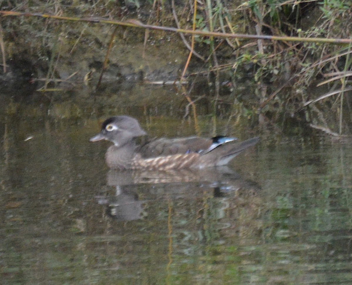 Canard branchu - ML82332861