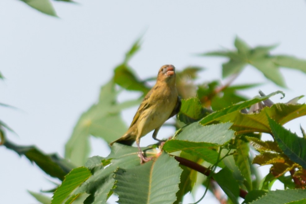 Bobolink - ML82335061