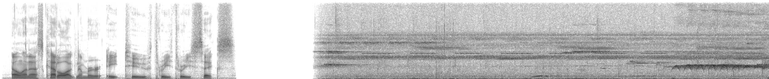 amazonvatretreløper (juruanus/polyzonus) - ML82336