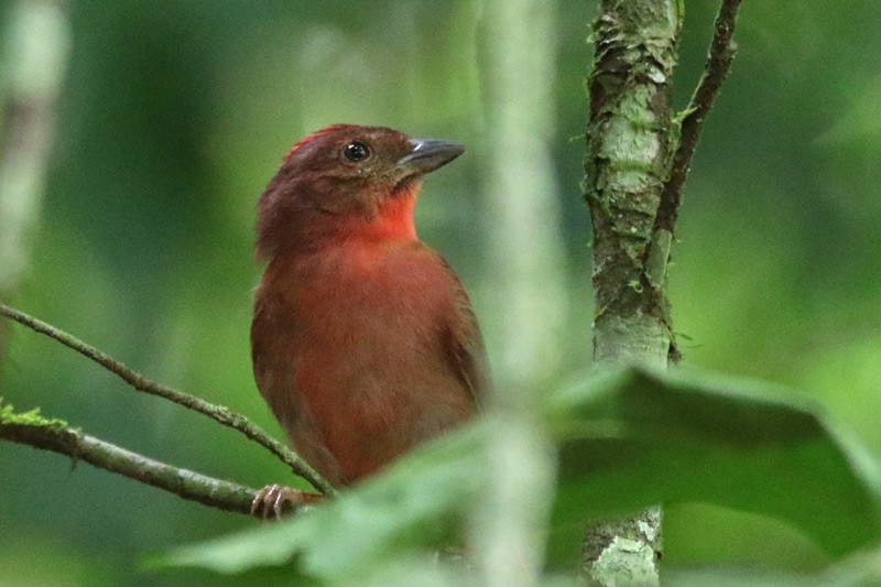 Red-crowned Ant-Tanager - ML82336301