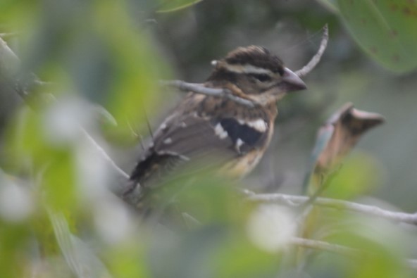 Rose-breasted Grosbeak - ML82336411