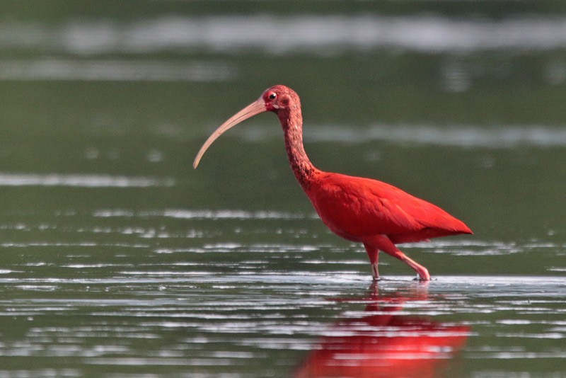 ibis rudý - ML82336691
