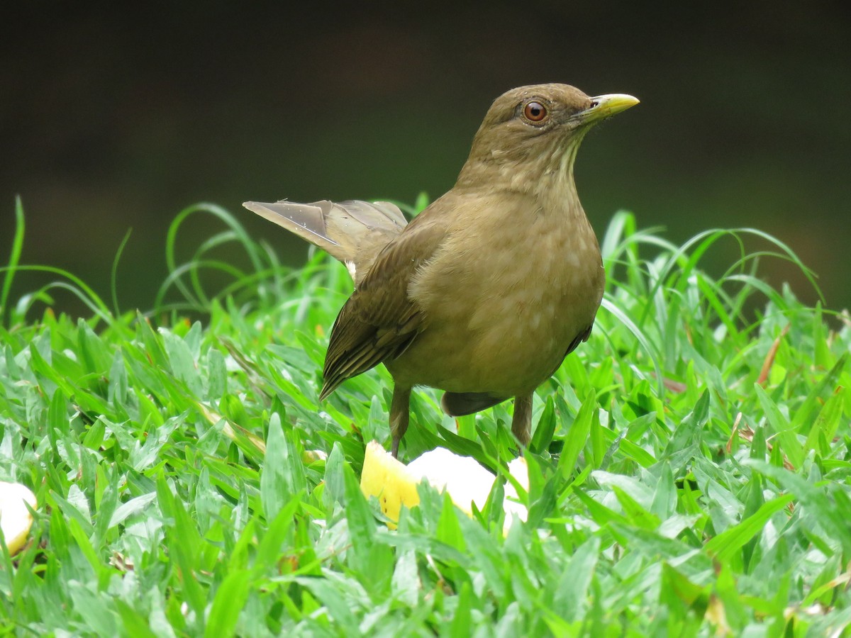 Clay-colored Thrush - Mark Goodwin