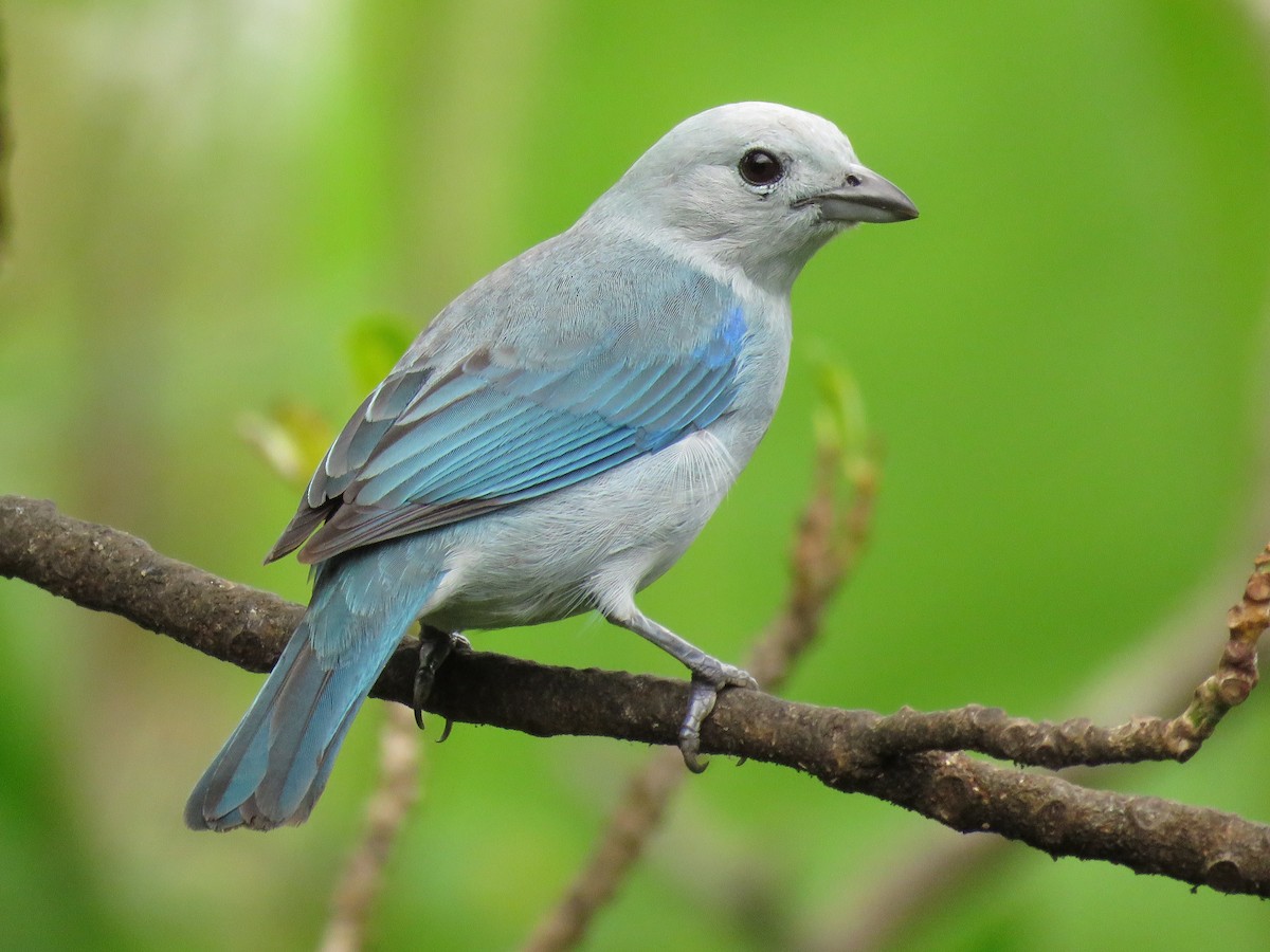 Blue-gray Tanager - Mark Goodwin