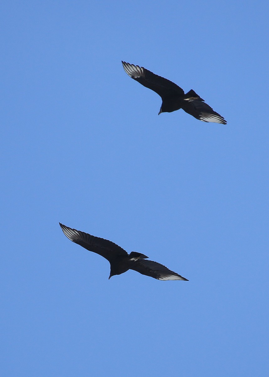 Black Vulture - ML82338361