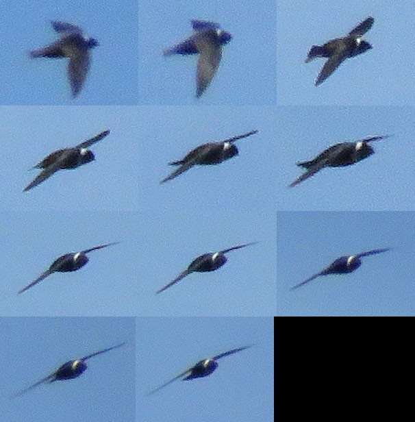 White-collared Swift - ML82338471