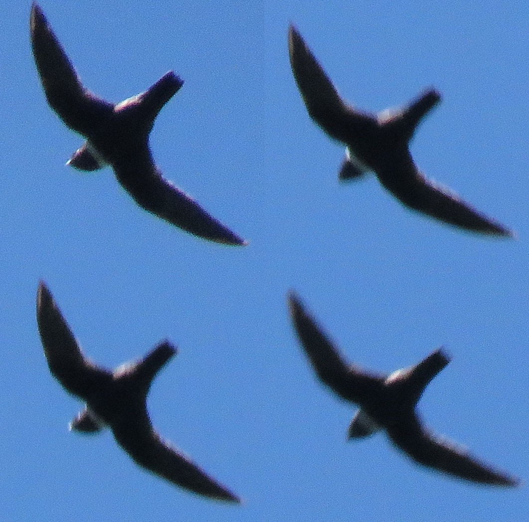 White-collared Swift - ML82338481