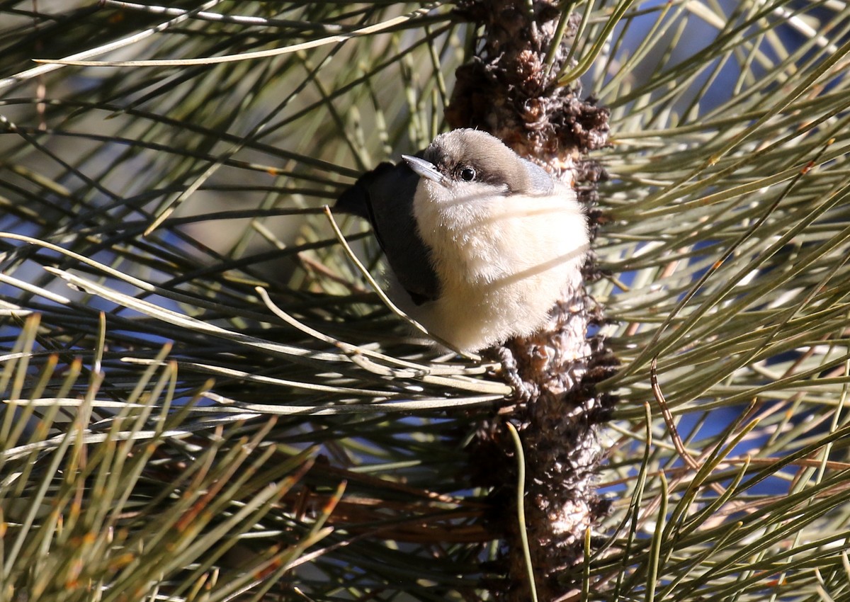 Pygmy Nuthatch - ML82338651
