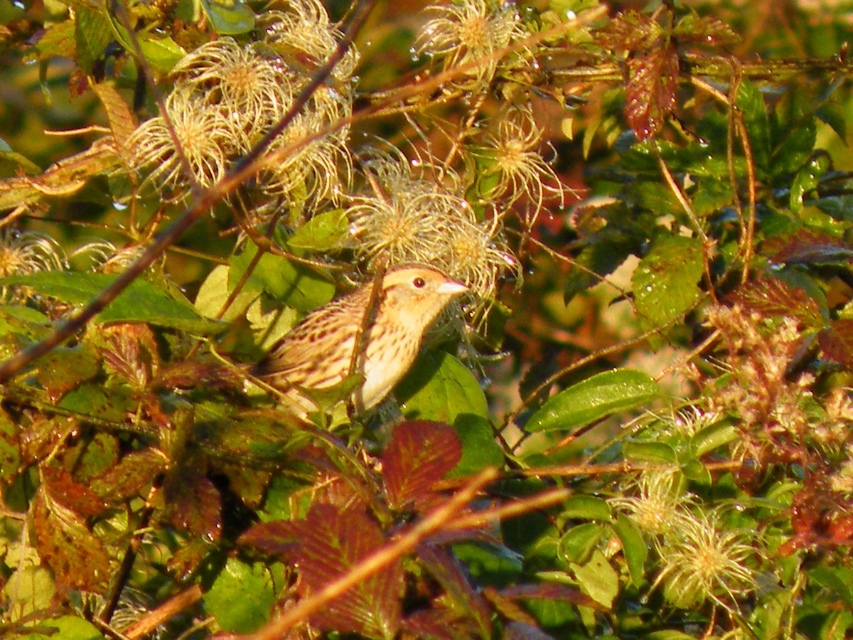 LeConte's Sparrow - ML82338731