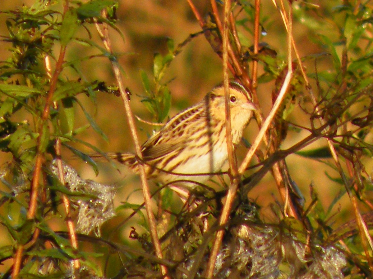 LeConte's Sparrow - ML82338741