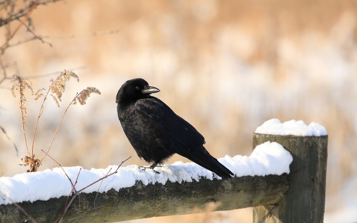 American Crow - ML82338961