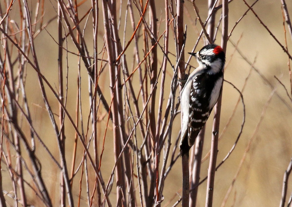 Downy Woodpecker (Eastern) - ML82339431