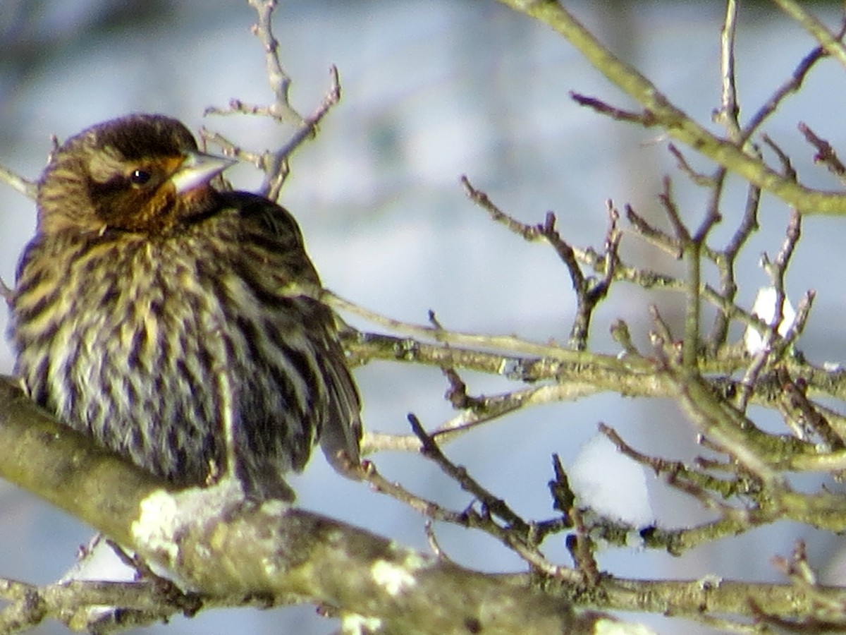 Red-winged Blackbird - John Flannigan