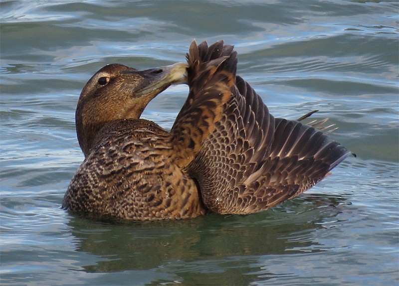 Common Eider - Karen Lebing