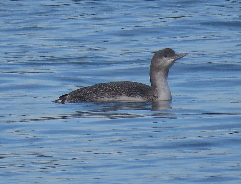 Red-throated Loon - ML82342161