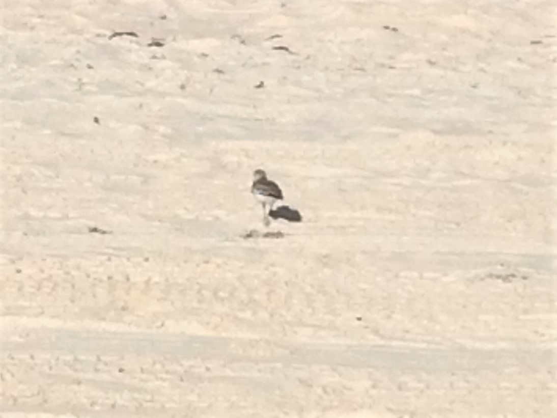 Ruddy Turnstone - ML82342981