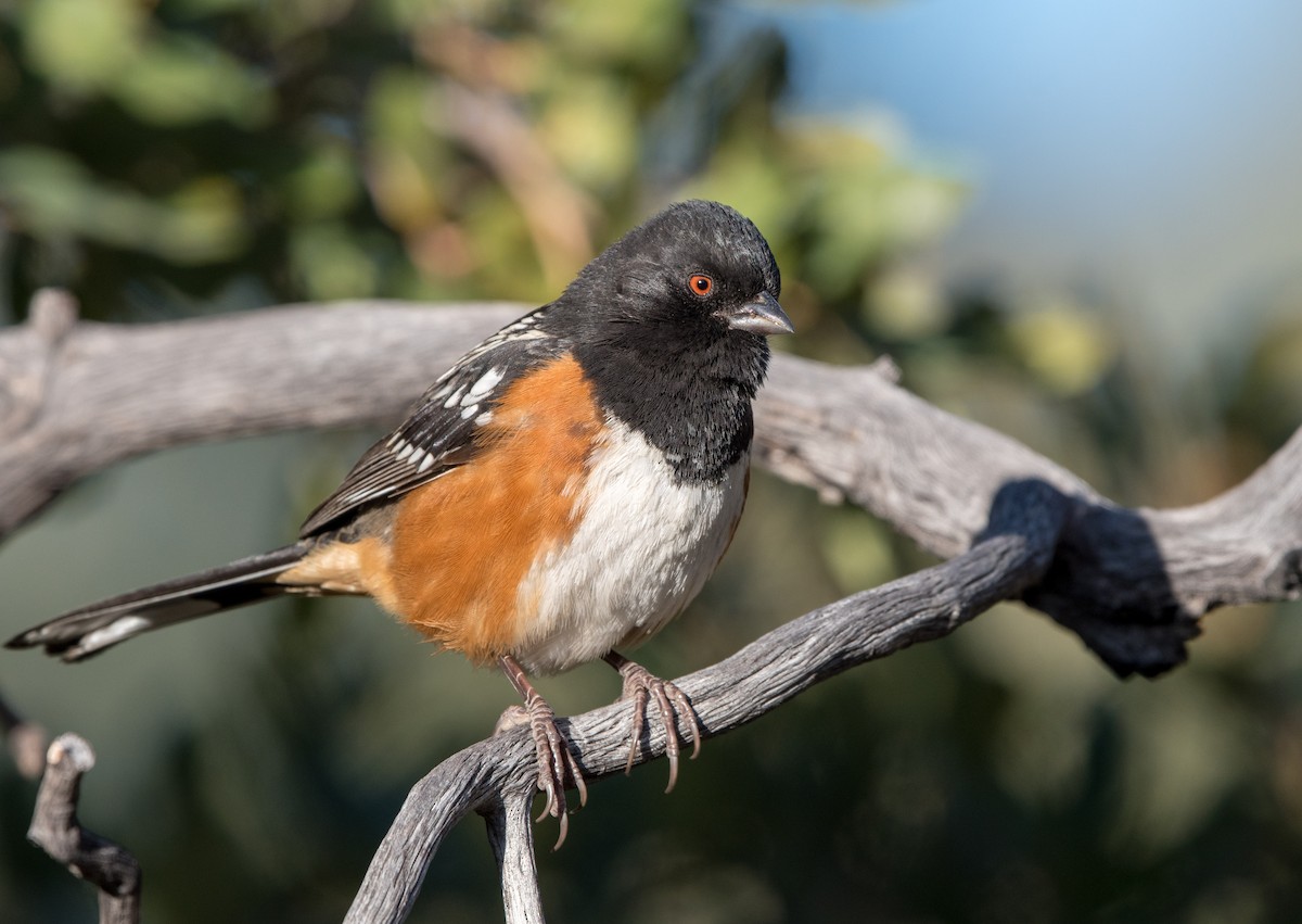 Spotted Towhee - ML82343461