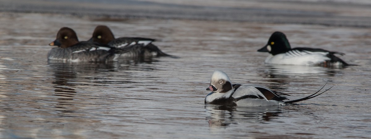Long-tailed Duck - Joel Strong