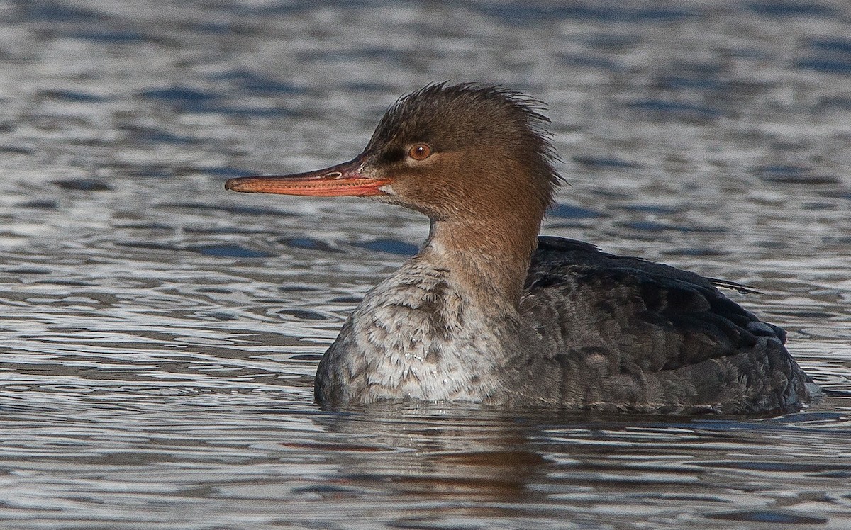 Red-breasted Merganser - ML82343791