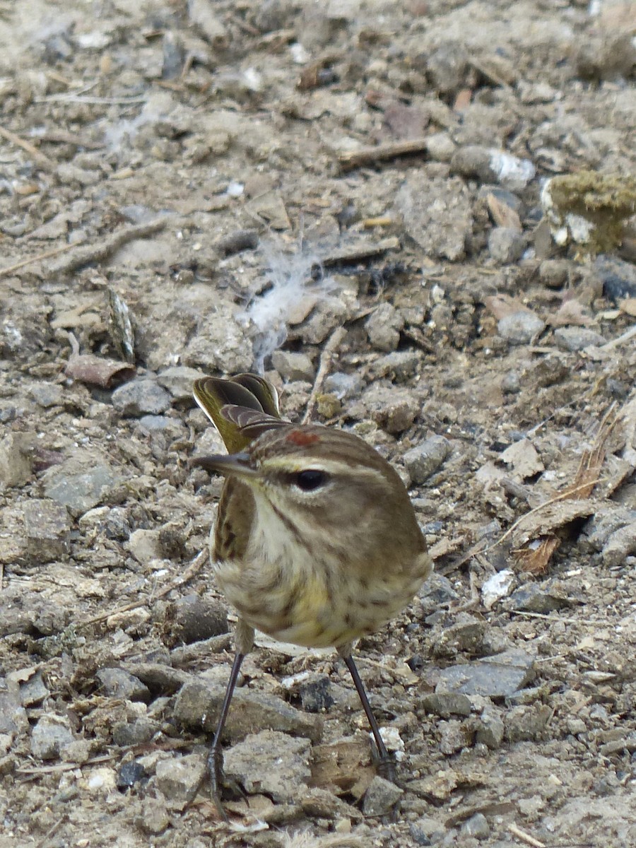 Palm Warbler - Jane Yocom