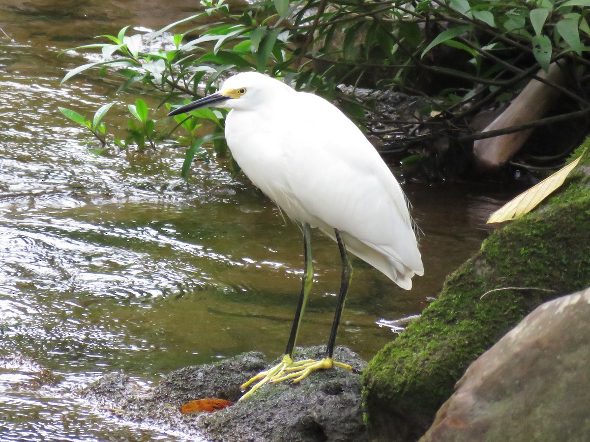 Aigrette neigeuse - ML82343921