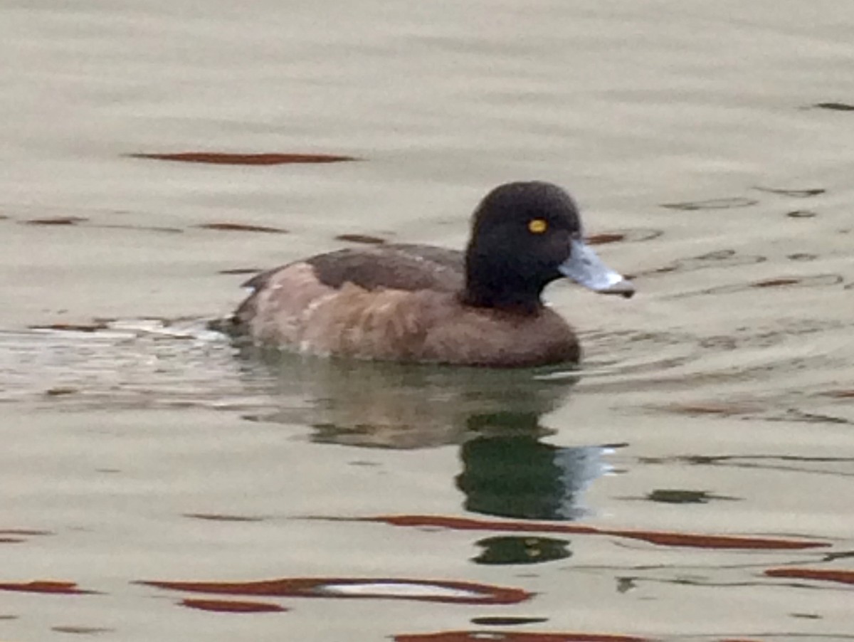 Tufted Duck - Tina Green