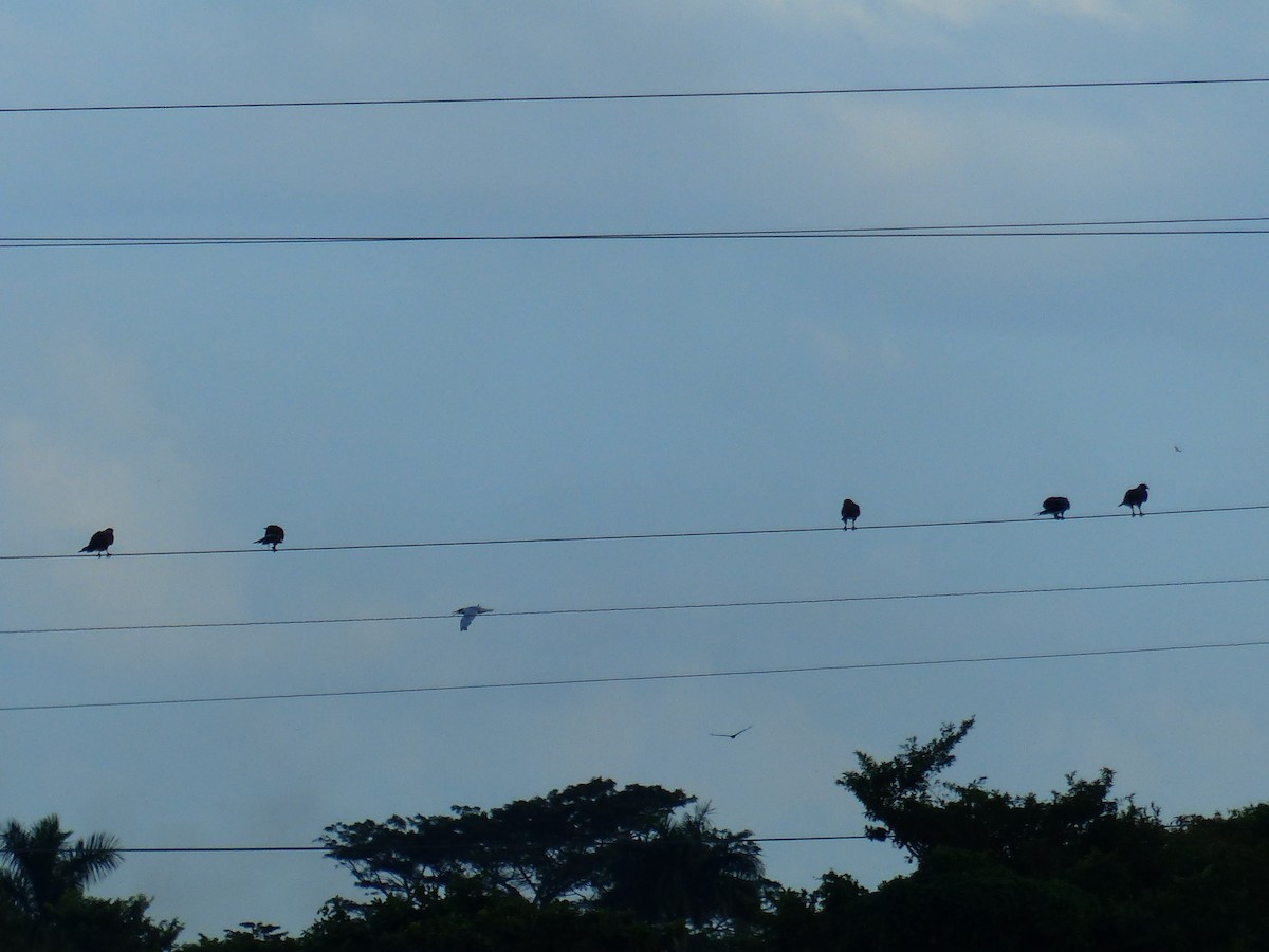 Snail Kite - Jane Yocom