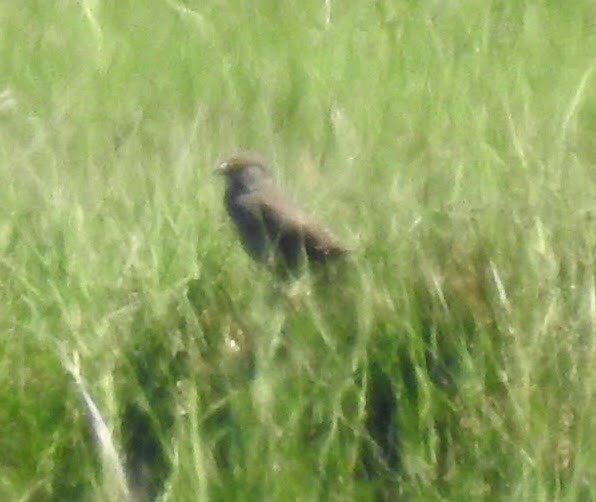 Seaside Sparrow - ML82345461
