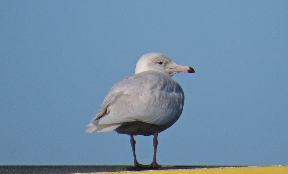 Glaucous Gull - ML82345681