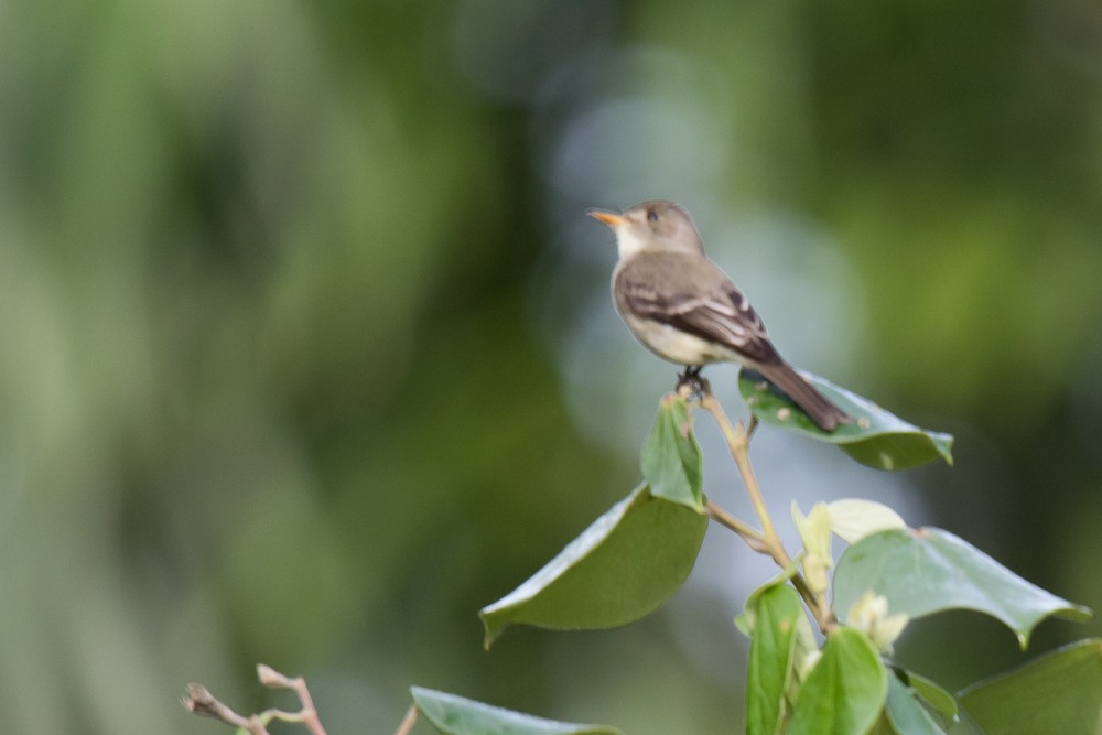 חטפית Empidonax בלתי-מזוהה - ML82347371