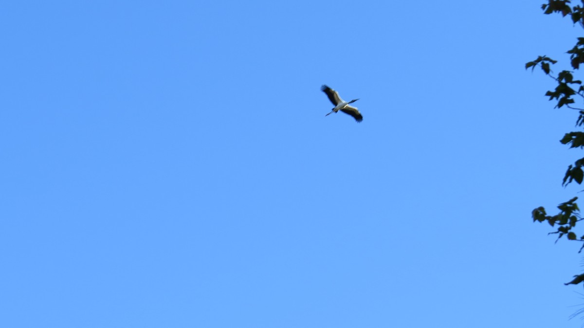 Wood Stork - ML82347521