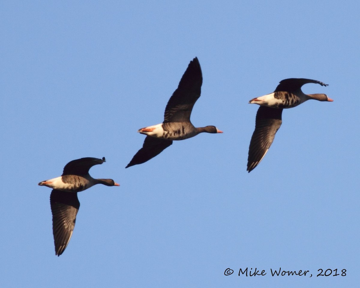 Greater White-fronted Goose - ML82347801