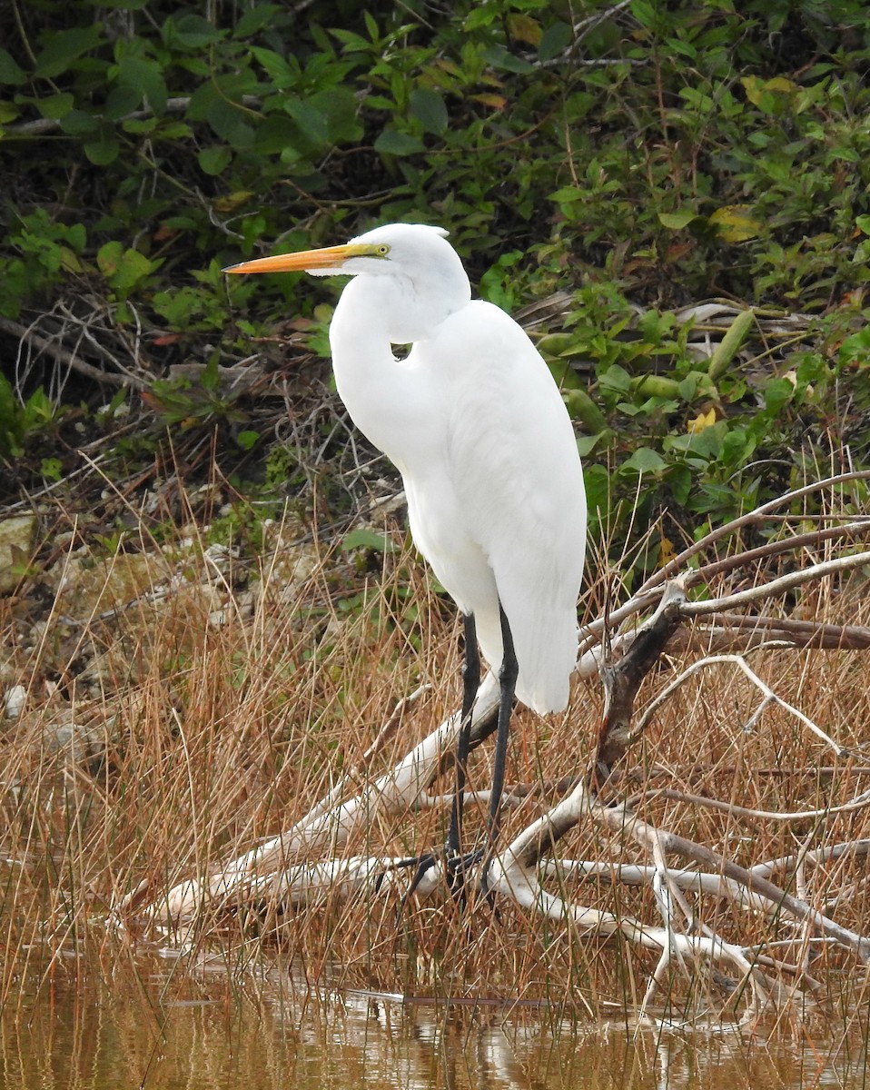 Great Egret - Erika Gates