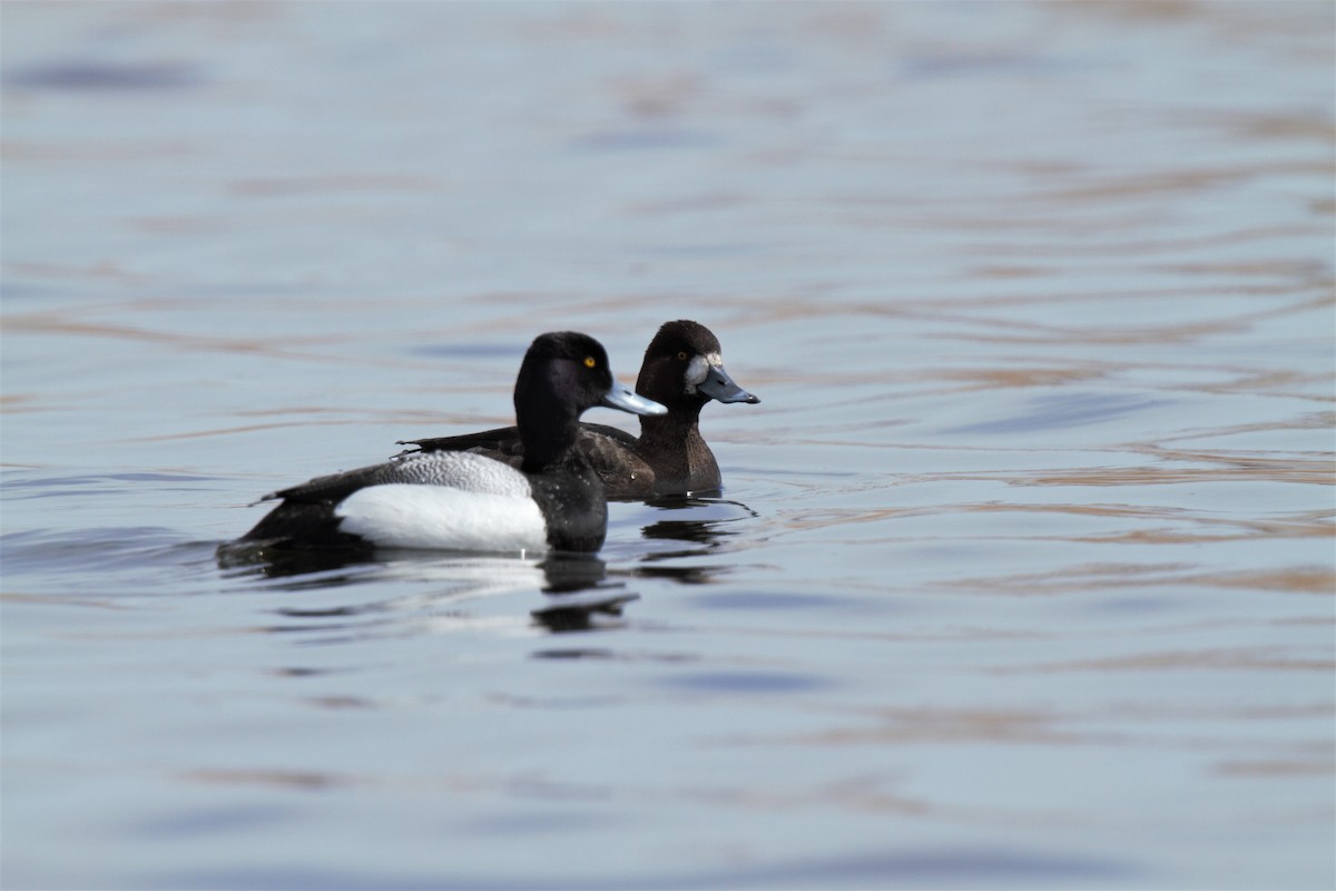 Lesser Scaup - R Barbeau