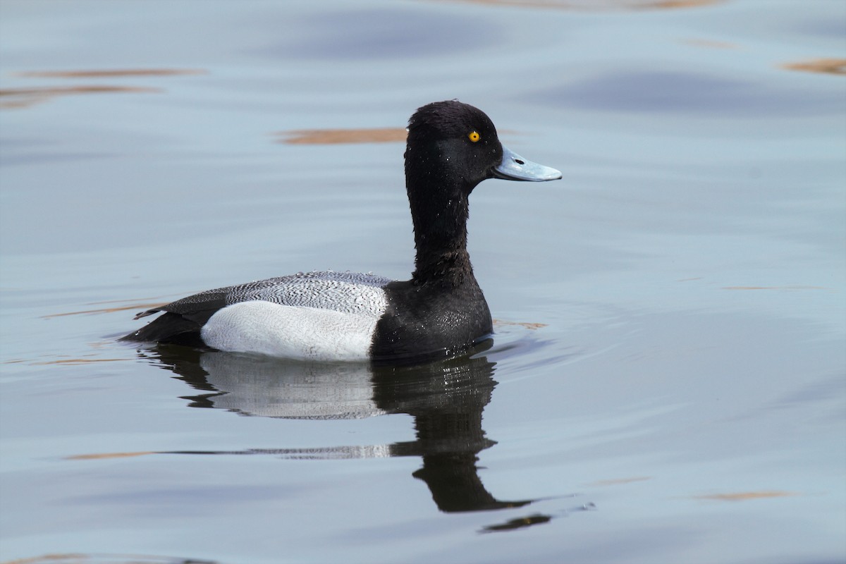 Lesser Scaup - ML82348841