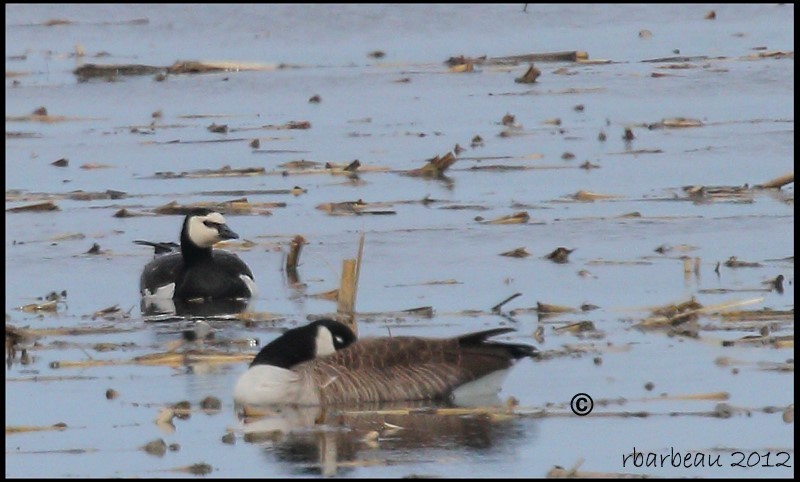 Barnacle Goose - ML82348941