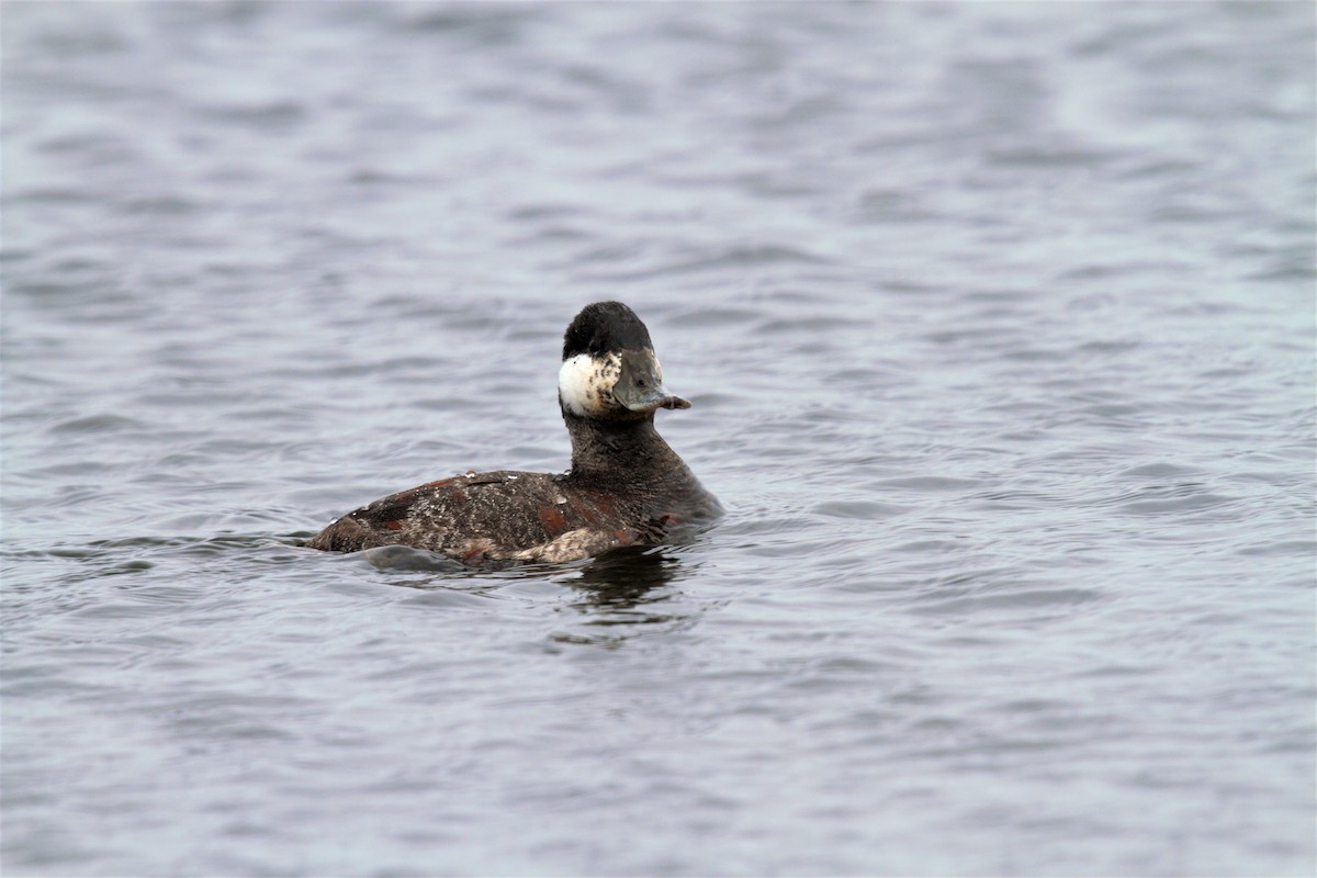 Ruddy Duck - ML82349191