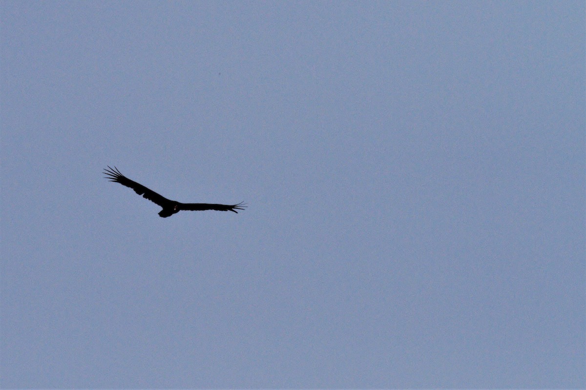 Turkey Vulture - ML82349301