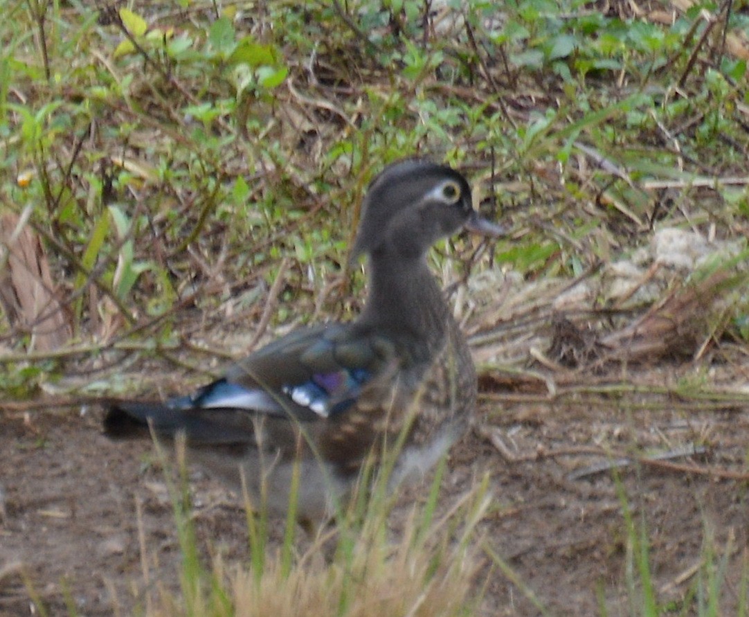 Canard branchu - ML82349371