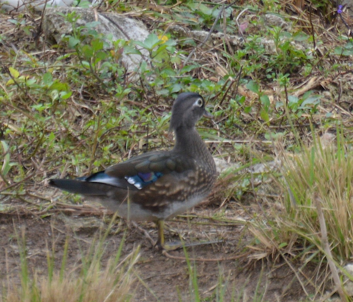 Canard branchu - ML82349381