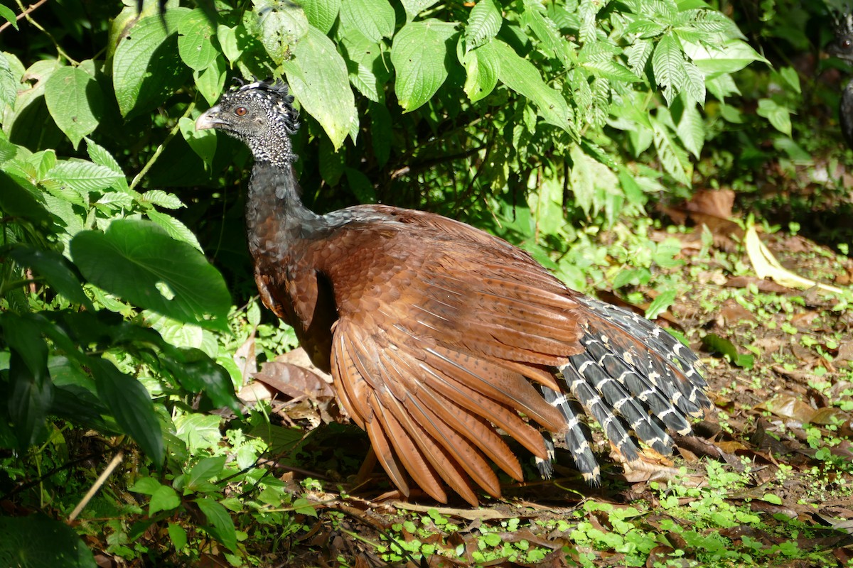 Great Curassow - ML82349451