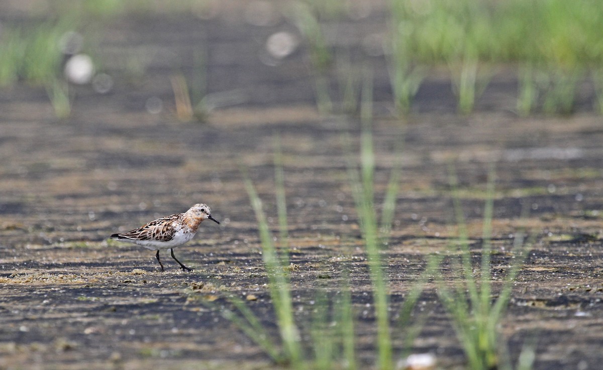 Red-necked Stint - Ryan Schain