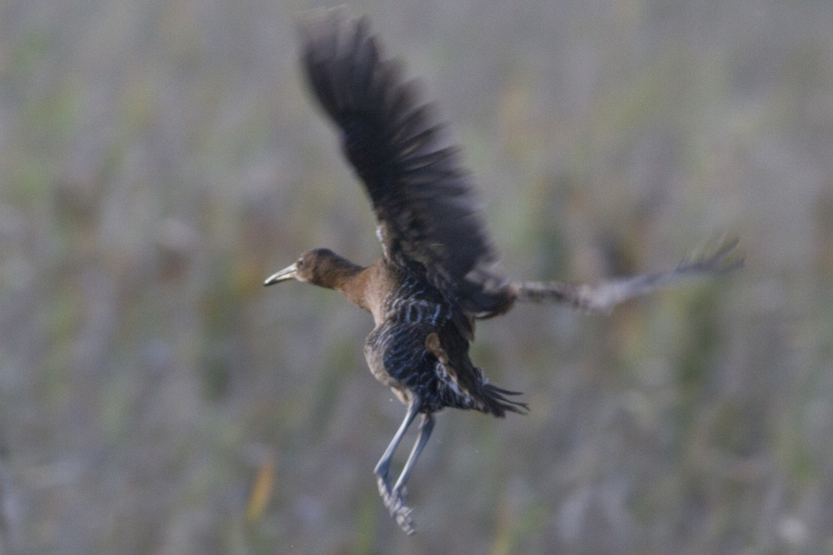 King Rail - Samuel Paul Galick