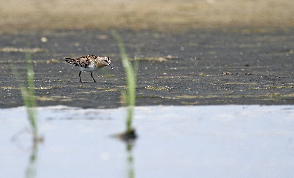 Red-necked Stint - ML82350741